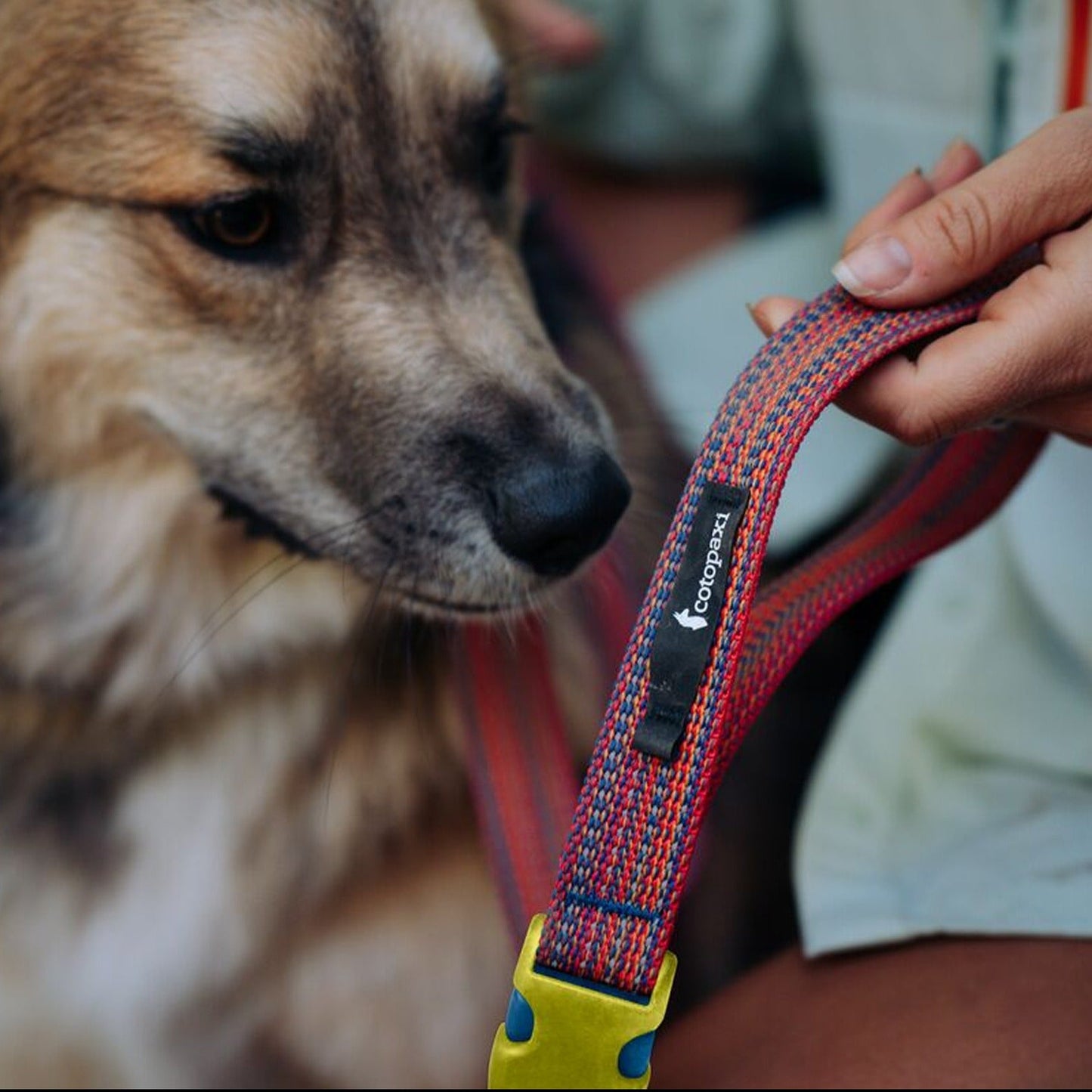 Del Día Dog Leash